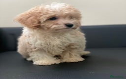 Maltipoo dogs for sale: Adorable F1 Maltipoo Puppies - Image 7