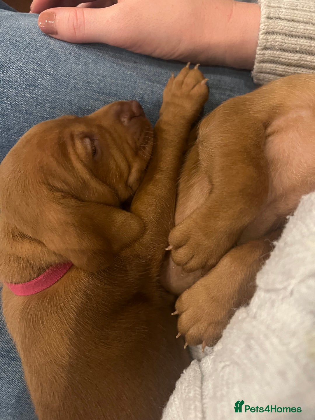 Hungarian Vizsla dogs for sale: Hookside x Skyrocket - Advert 7