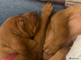 Hungarian Vizsla dogs Hookside x Skyrocket - Advert 1