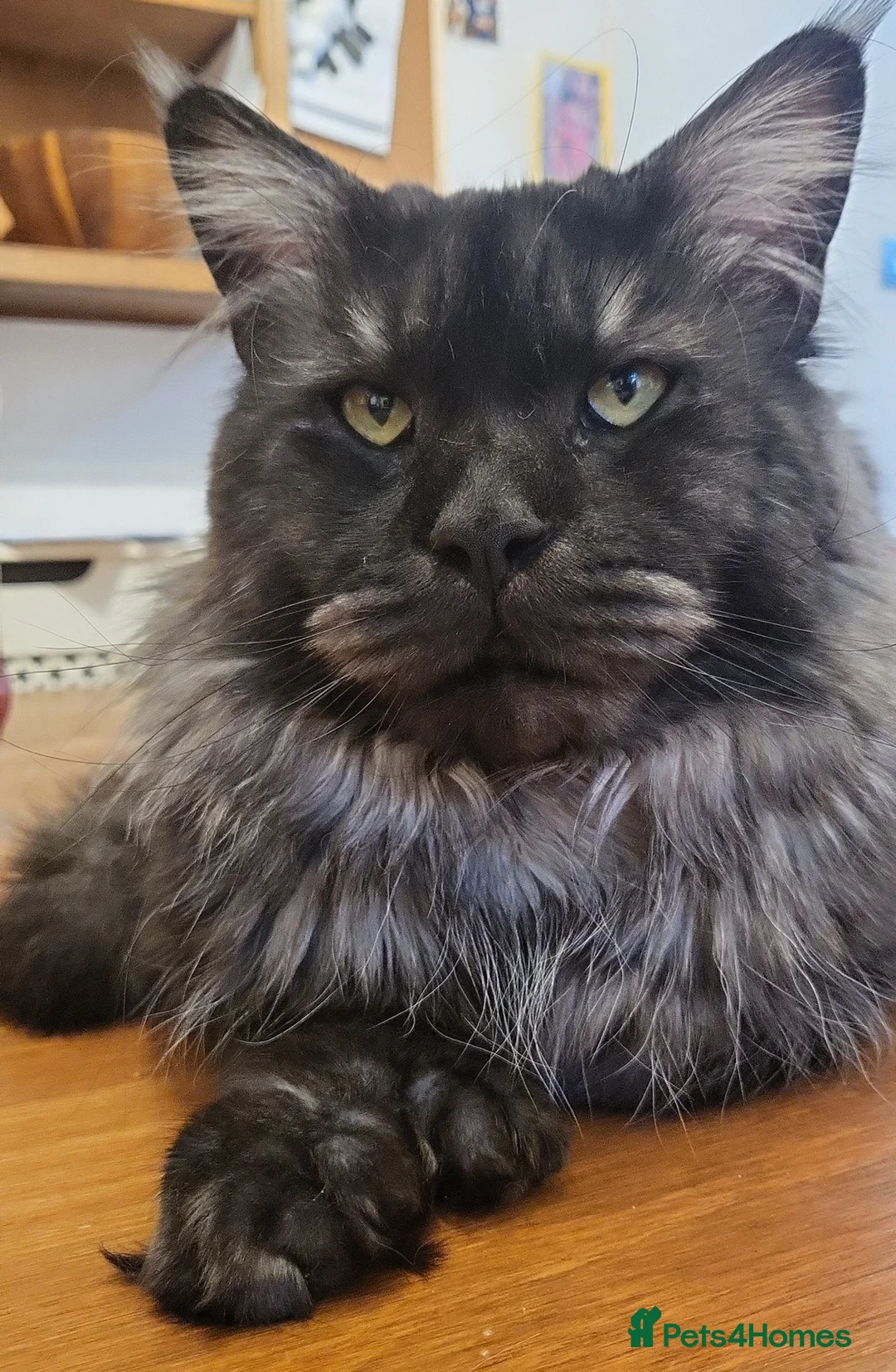 Maine Coon cats for sale: 2 adult Maincoon’s £600 for both - Advert 2