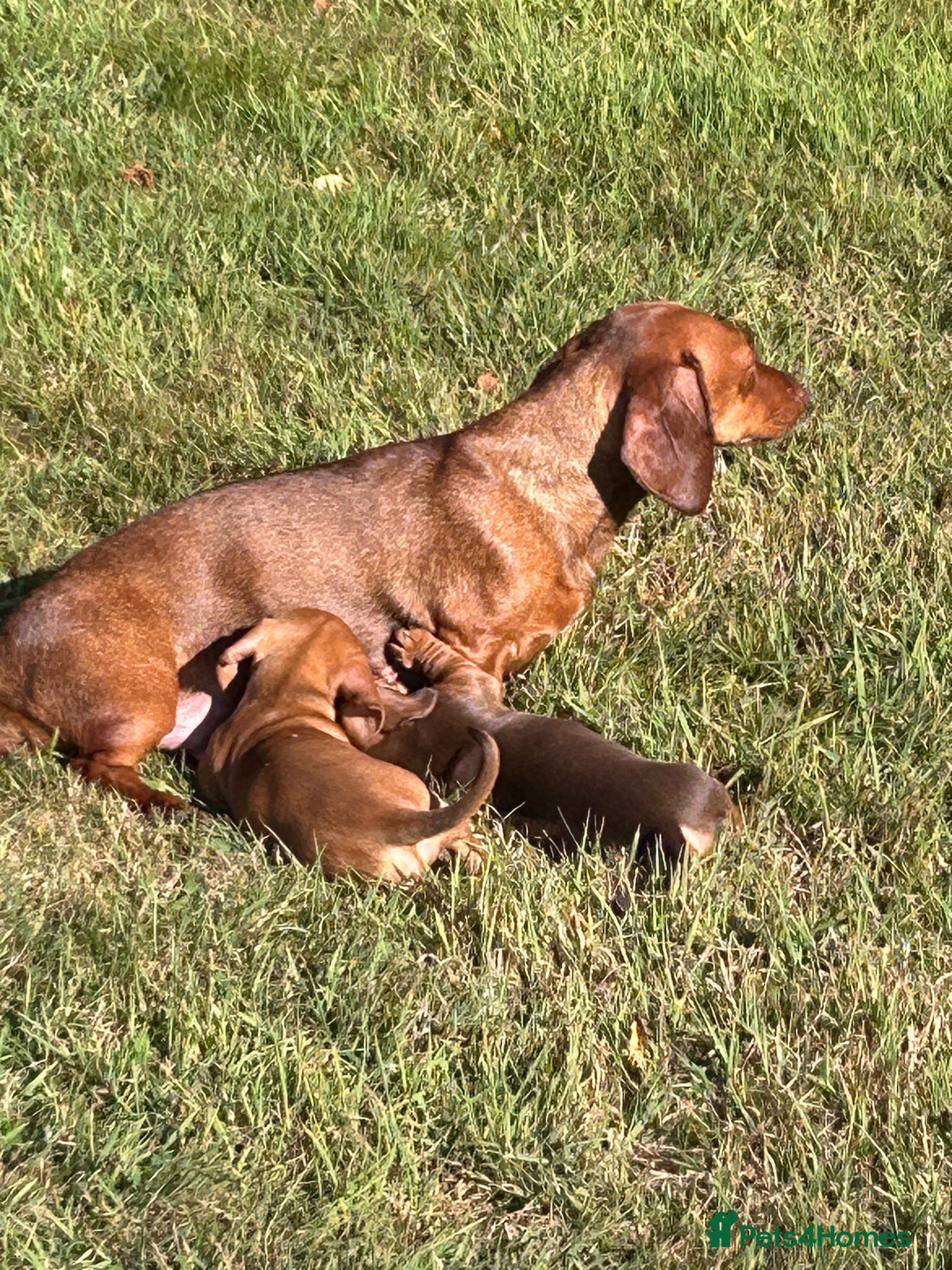 Dachshund dogs Mini Dachshund  - Advert 1