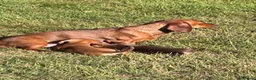 Dachshund dogs for sale: Mini Dachshund  in Bridgend - Advert 1