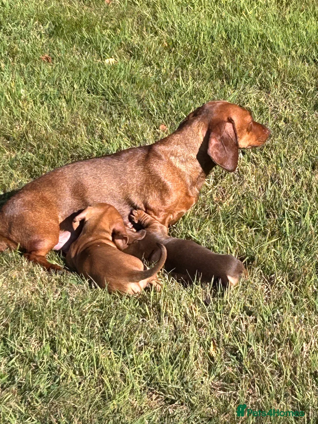 Dachshund dogs for sale: Mini Dachshund  in Bridgend - Advert 1