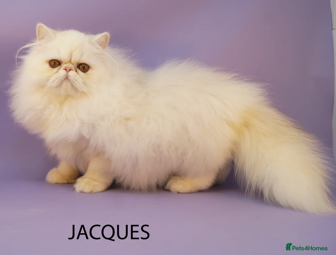Persian cats for sale: GCCF Registered Adult Persian – Neutered, Show Q - Advert 1