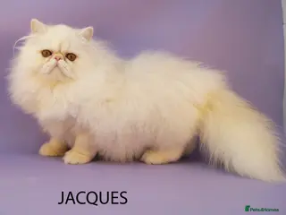 Persian cats GCCF Registered Adult Persian – Neutered, Show Q - Advert 1