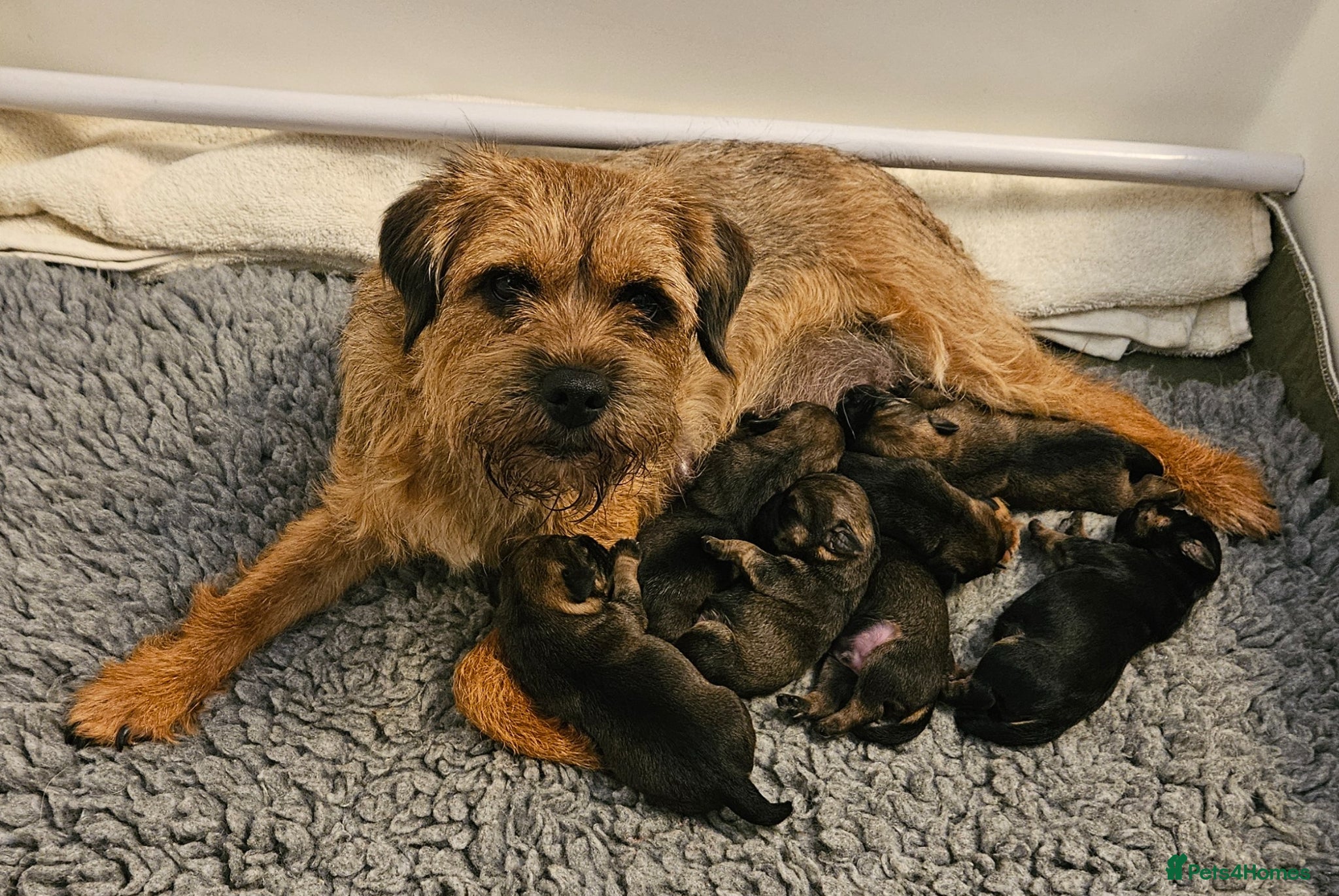 Border Terrier dogs Stunning litter of kc registered Border Terriers  - Advert 1