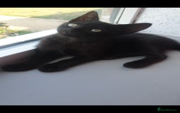 British Longhair cats for sale: Male and female cats free  - Image 2