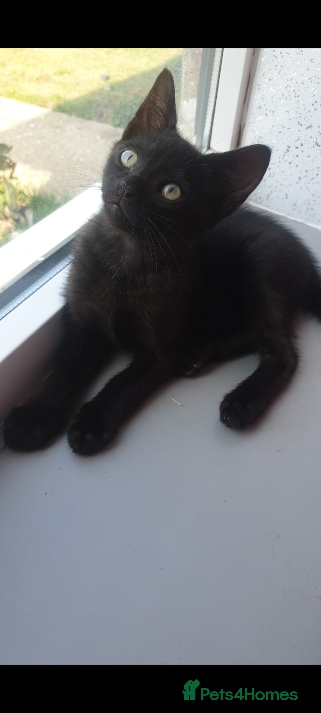 British Longhair cats for sale: Male and female cats free  - Image 2