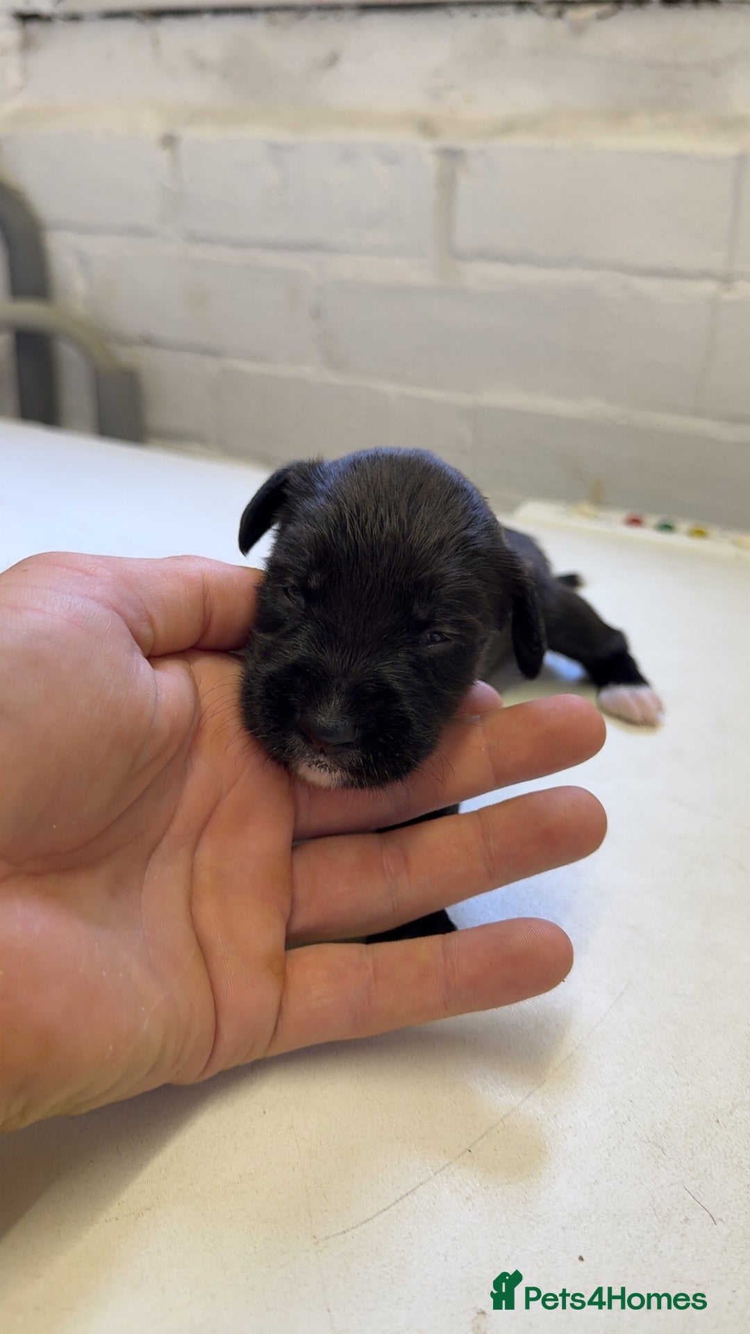 Mixed Breed dogs for sale: Sprocker x lurcher puppies  - Image 4