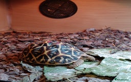 Tortoise reptiles for sale: INDIAN STAR YOUNSTERS UK BRED JULY 2024 - Image 6