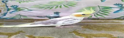 Cockatiels birds for sale: DNA sexed hand tamed cockatiels and Bourkes - Advert 13