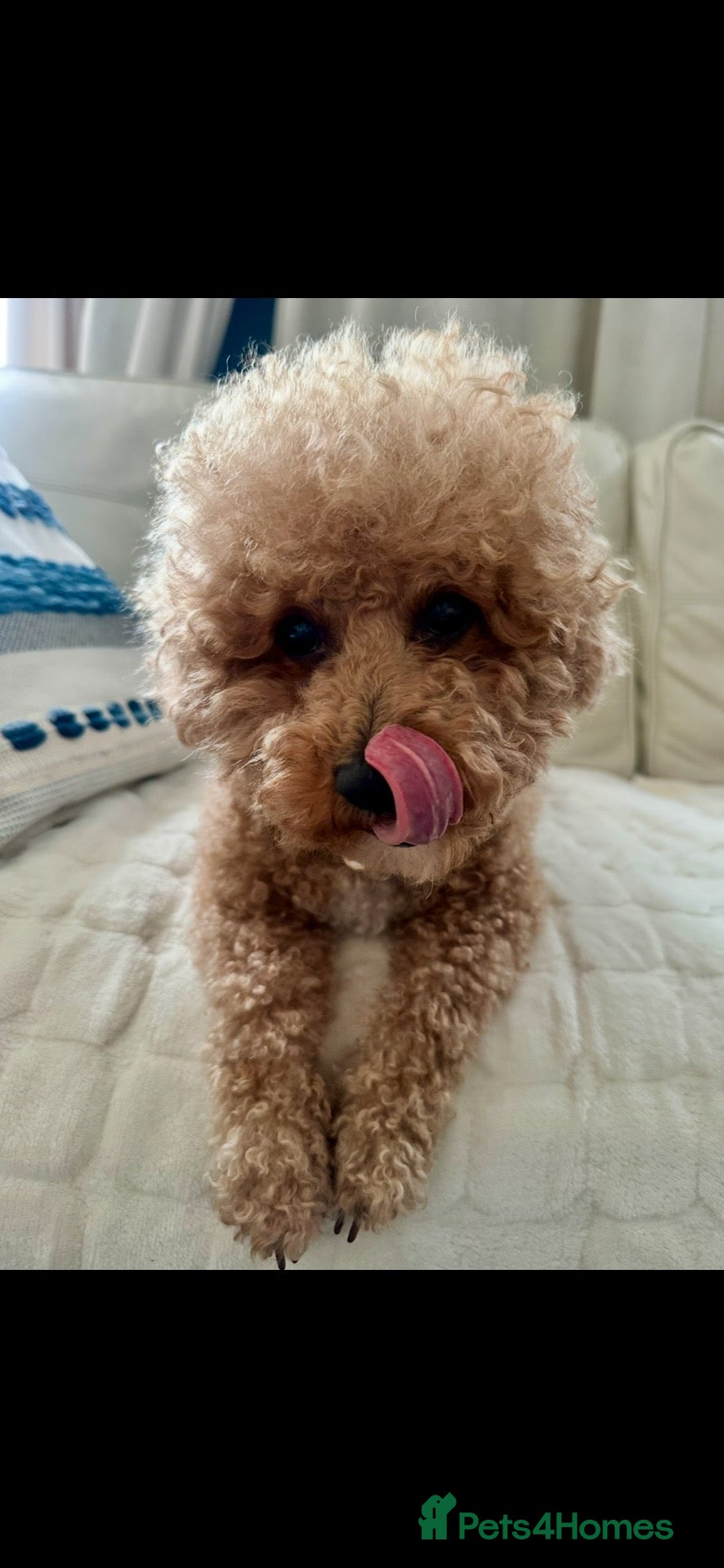 Poochon dogs Poochon Puppies 💙💖 - Advert 2