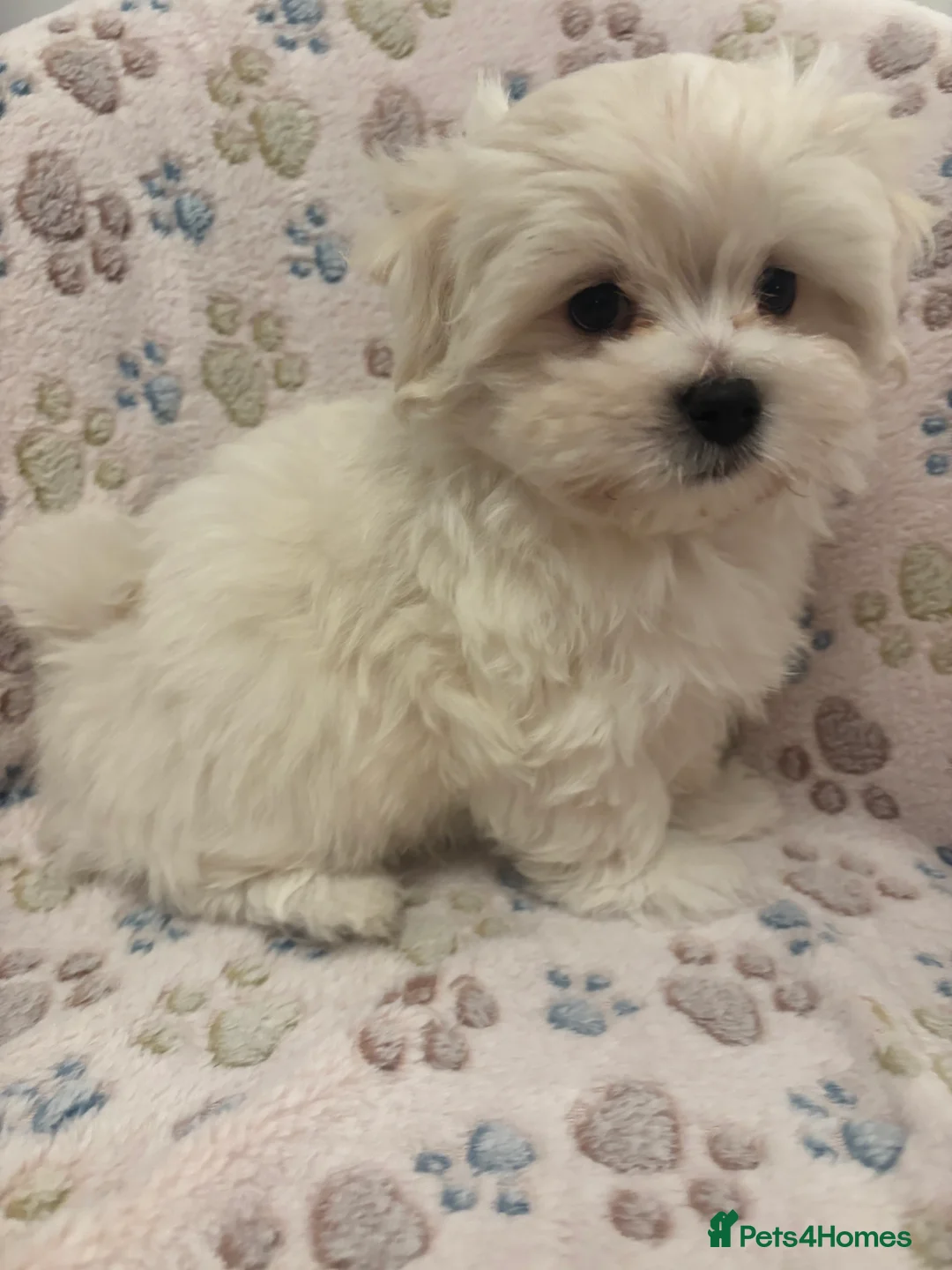 Maltipoo dogs for sale: Maltipoo - Advert 25