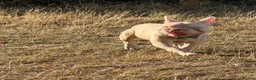French Bulldog dogs for sale: Male frenchie - Advert 2