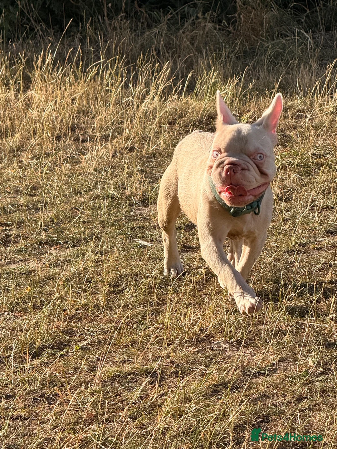 French Bulldog dogs for sale: Male frenchie - Advert 2