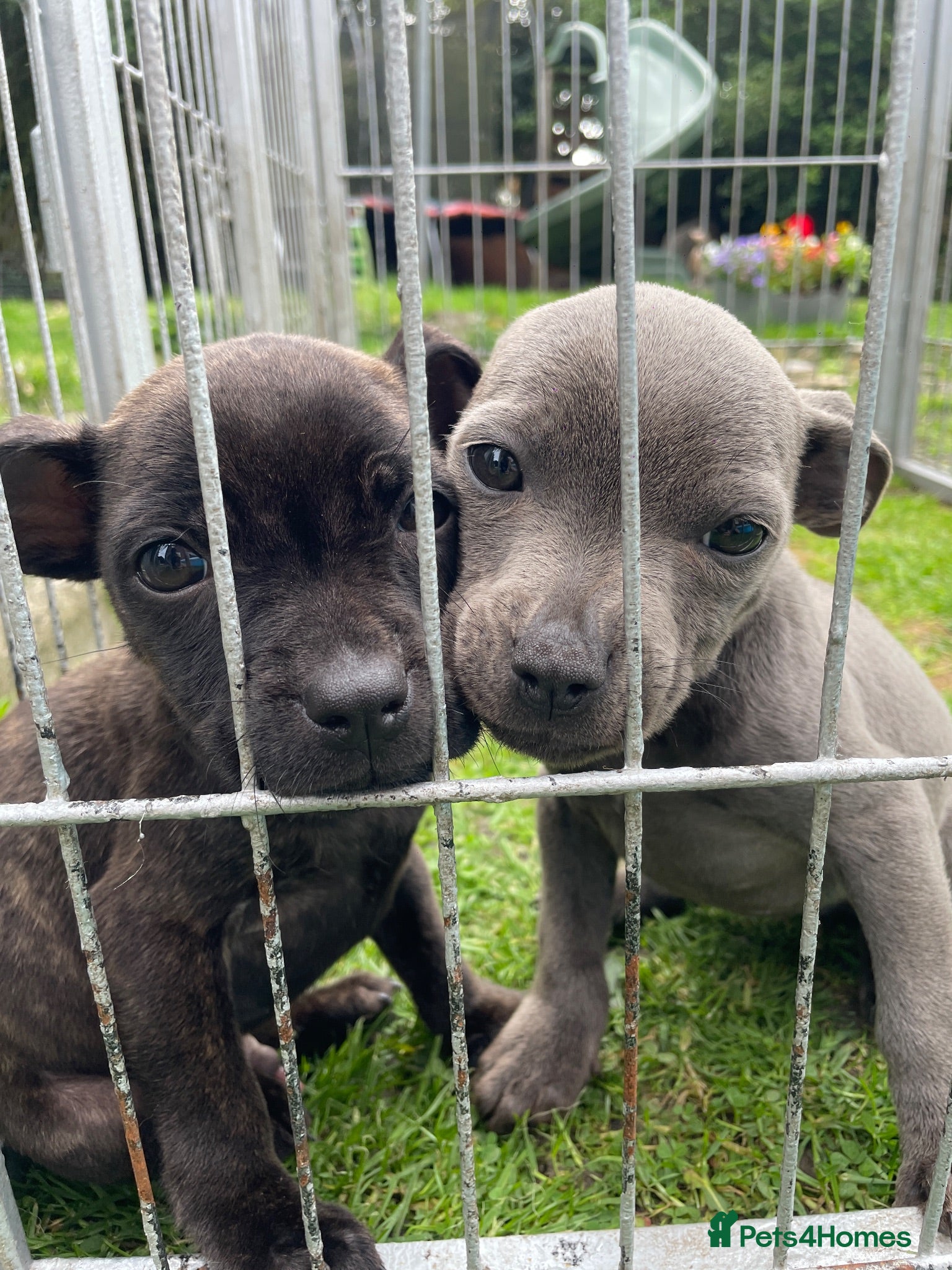 Staffordshire Bull Terrier dogs Stunning Blue Girl 🔥❤️🔥Ready to go🐾 - Advert 2