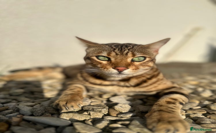 Bengal cats - Advert 6
