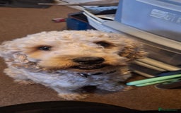 Cockapoo dogs for stud: F1 Cockapoo Stud (Unproven) - Image 3