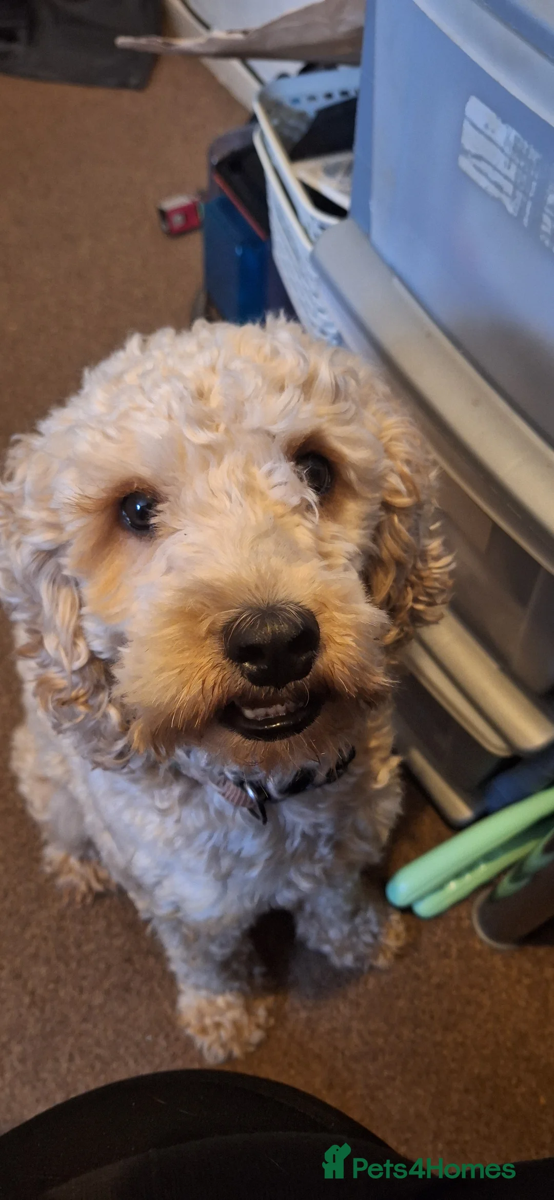 Cockapoo dogs for stud: F1 Cockapoo Stud (Unproven) - Advert 3