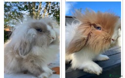 Mini Lion Lop rabbits for sale: Mini Lion Lops *Waiting List Now Open*  - Image 2