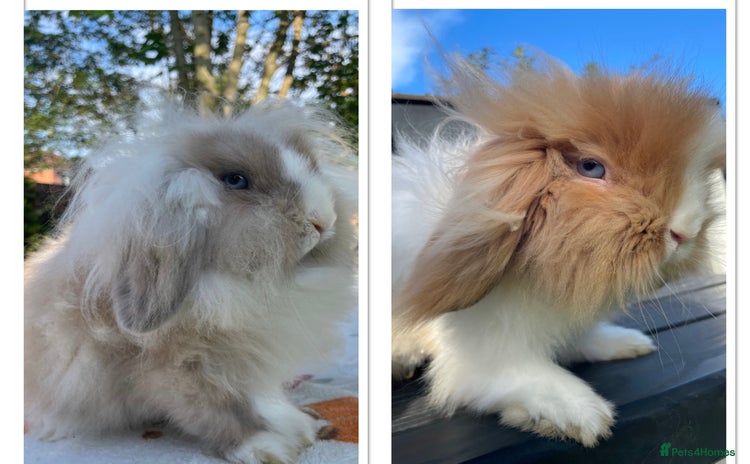 Mini Lion Lop rabbits - Advert 12