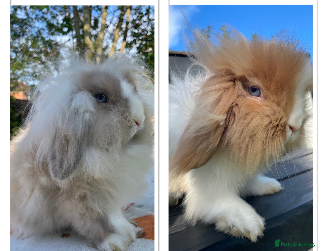Mini Lion Lop rabbits for sale: Mini Lion Lops *Waiting List Now Open*  - Image 2