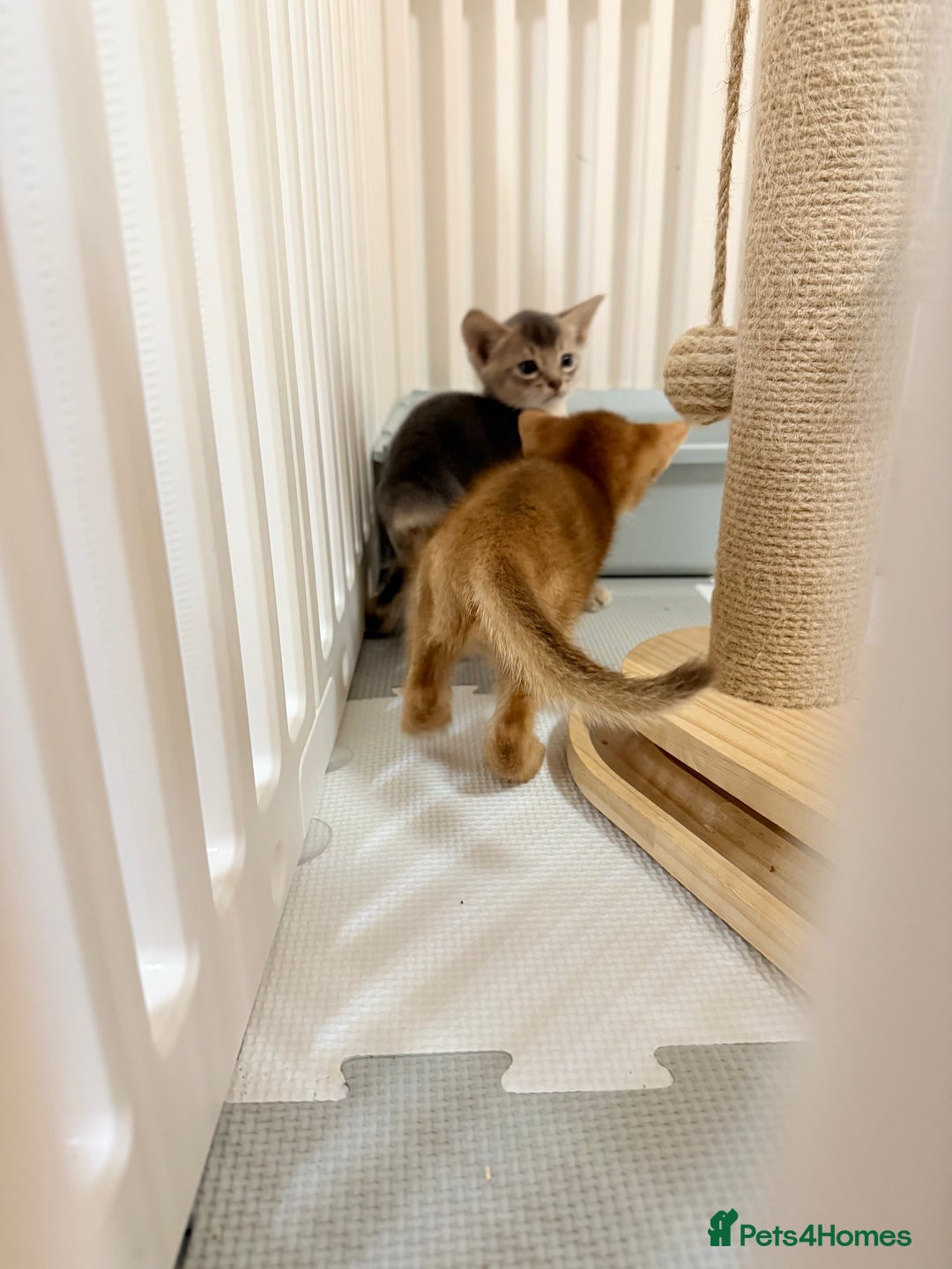 Abyssinian cats for sale: Abyssinian Kittens 🐾 - Advert 3