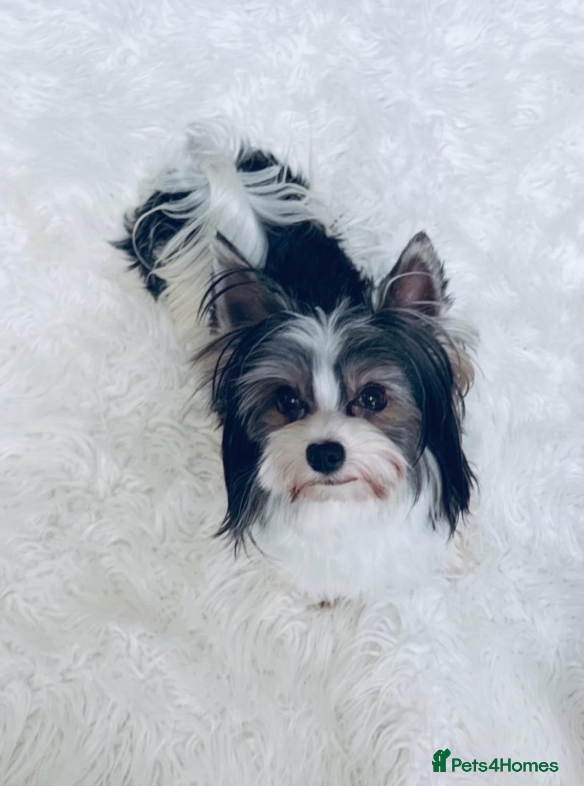 Biewer Terrier dogs Biewer Terrier  - Advert 2