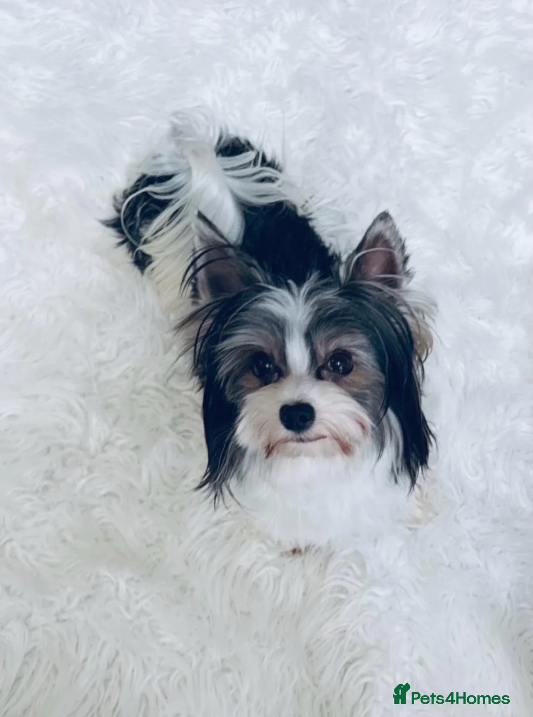 Biewer Terrier dogs for sale: Biewer Terrier  - Advert 2