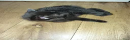Bengal cats for sale: Rare Silver Smoke Bengal and Black Kittens. MALES - Advert 8
