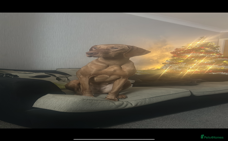 Hungarian Vizsla dogs - Advert 1