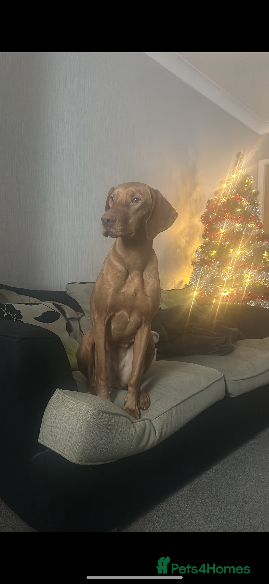 Hungarian Vizsla dogs for sale: Female Hungarian Vizsla Gia for sale - Image 1
