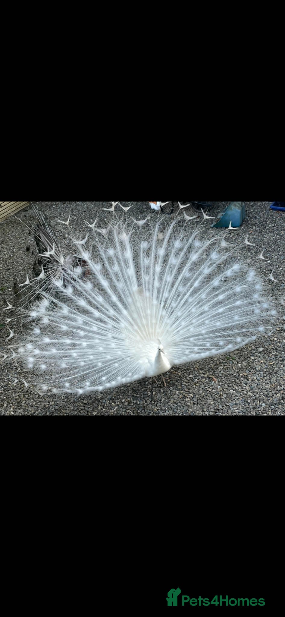 Peafowl poultry Two beautiful peacocks  - Advert 2