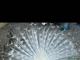 Peafowl poultry Two beautiful peacocks - Advert 2