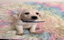 Goldador dogs for sale: Stunning litter of Goldador Puppies  - Image 22