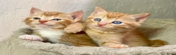 Mixed Breed cats for sale: 2 Gorgeous Ginger Male Kittens - Advert 8