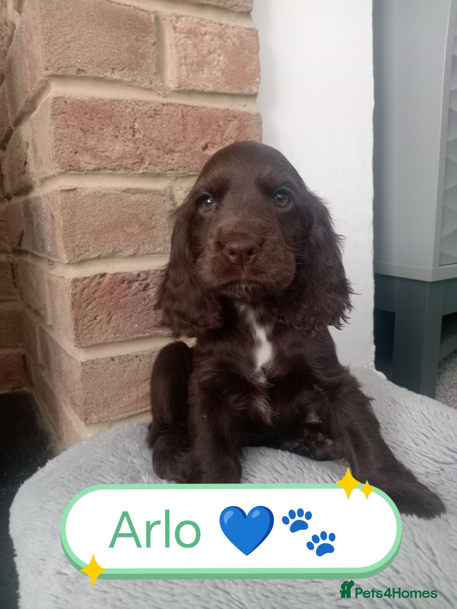 Cocker Spaniel dogs 🌟READY NOW🌟🐾 🐶 KC Chocolate Show Cockers🐶🐾  - Advert 17