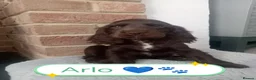 Cocker Spaniel dogs for sale: 🐶 KC Reg Chocolate Show type Cockers🐶🐾  - Advert 3
