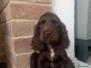 Cocker Spaniel dogs 🌟READY NOW🌟🐾 🐶 KC Chocolate Show Cockers🐶🐾 - Advert 17