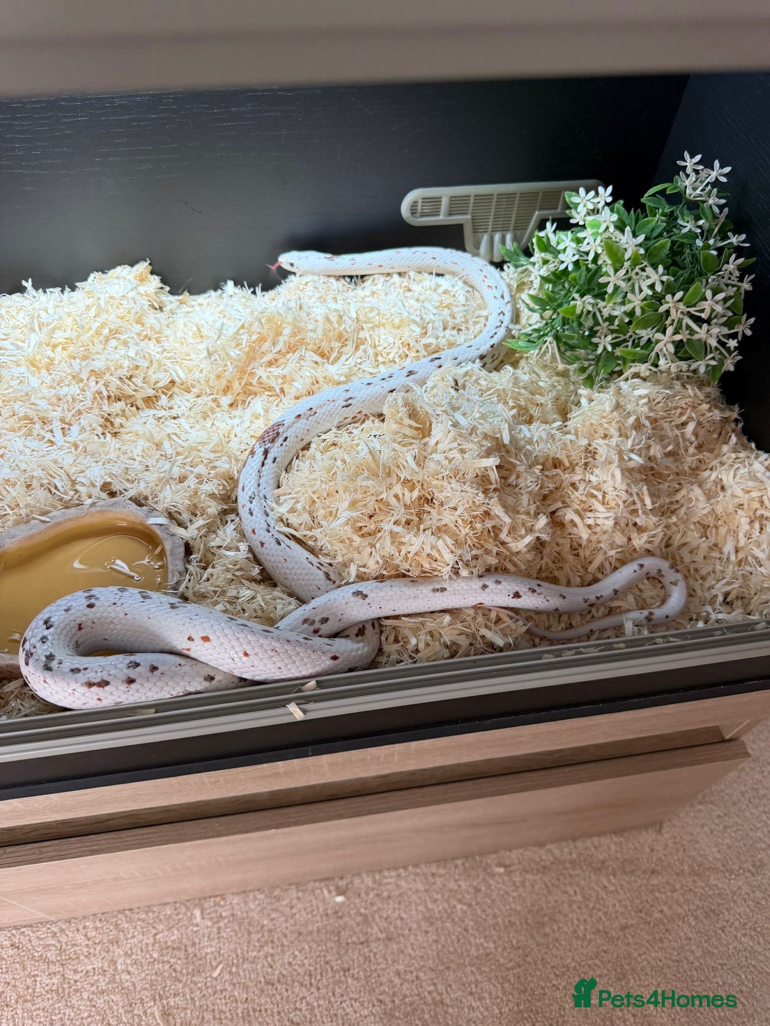 Corn Snake reptiles for sale: Palmetto cornsnake for sale!! MALDON/ESSEX - Advert 4