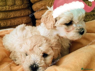 Maltipoo dogs F1 HEALTH TESTED QUALITY TOY MALTIPOO PUPPIES - Advert 3