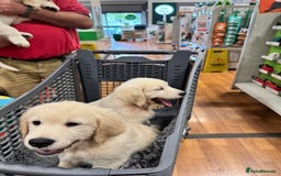 Golden Retriever dogs for sale: LAST 1 KC REG CHAMPIONSHIP BLOOD LINE CREAM  - Image 18