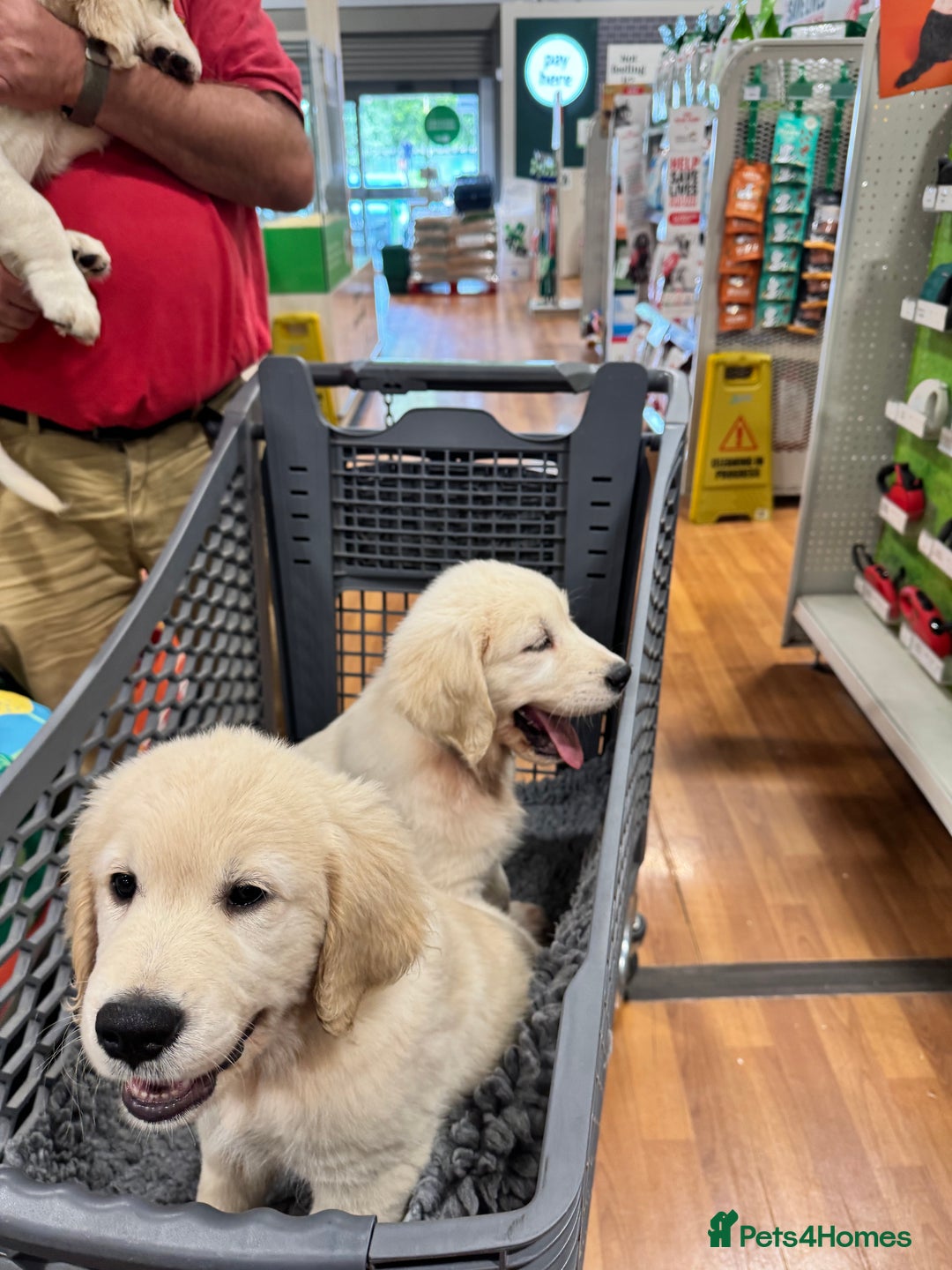 Golden Retriever dogs for sale: LAST 1 KC REG CHAMPIONSHIP BLOOD LINE CREAM  - Image 18
