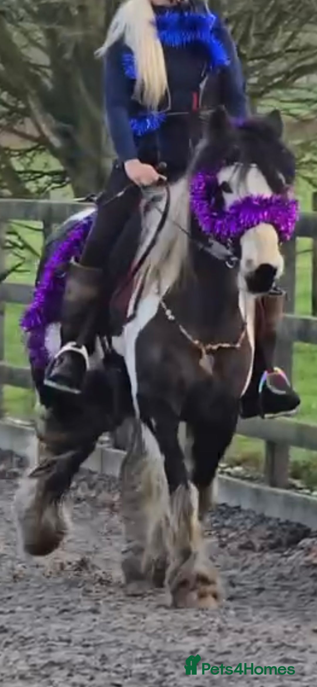 Irish Cob horses for sale: 13.1h Gypsie Cob gelding. - Advert 5