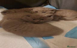 British Shorthair cats for sale: STUNNING 4 MALES BSH KITTENS 900£ - Image 3