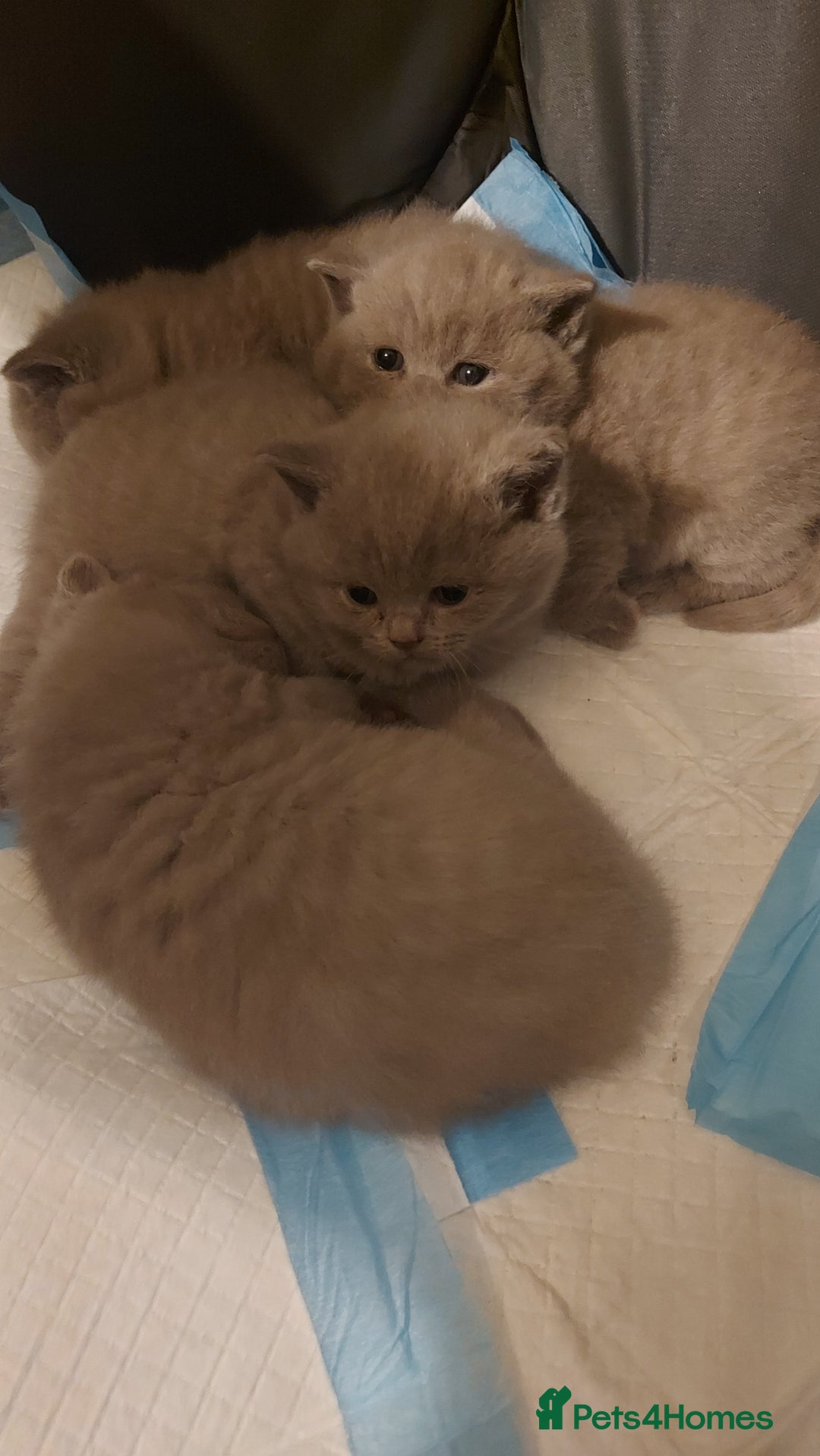British Shorthair cats for sale: STUNNING 4 MALES BSH KITTENS 900£ - Image 3