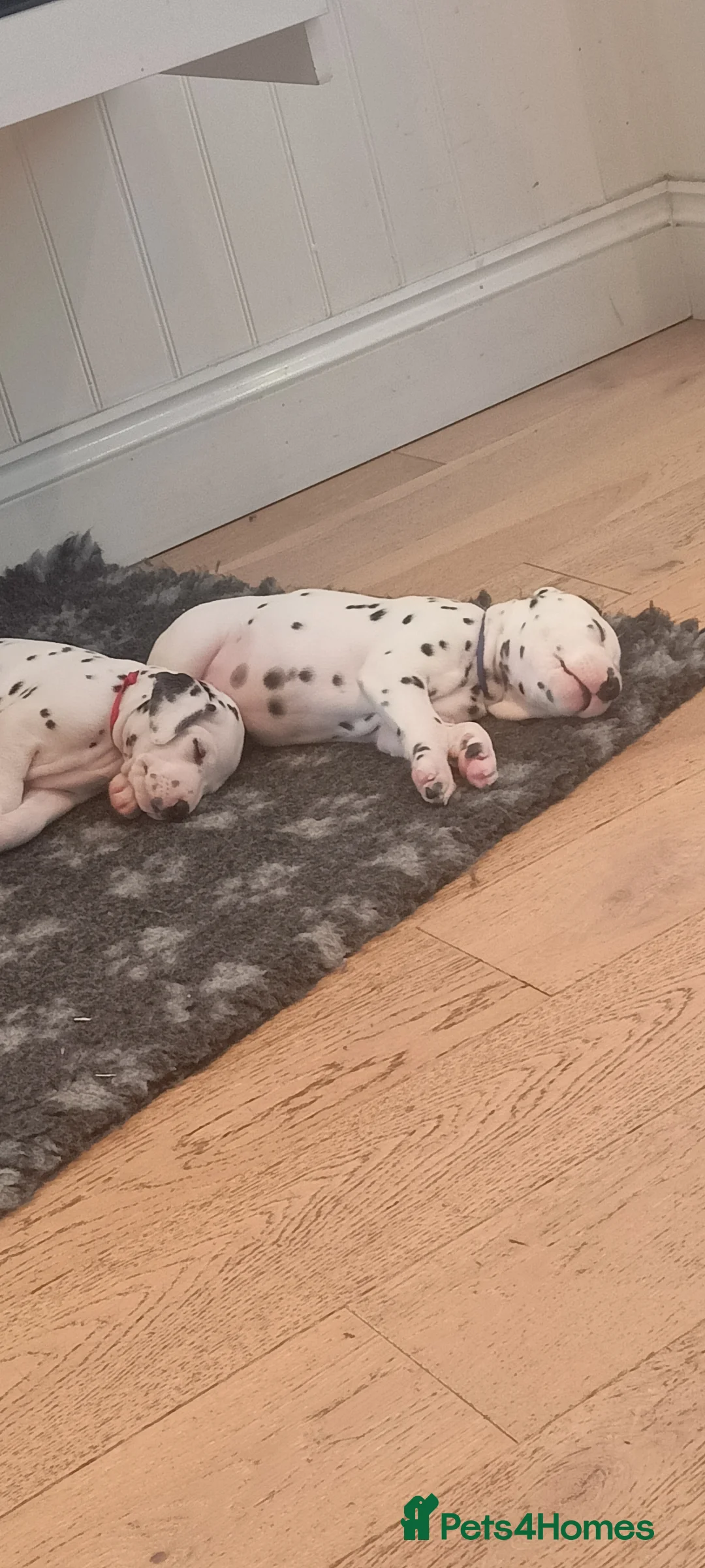 Dalmatian dogs for sale: Beautiful dalmatian puppies - Advert 3