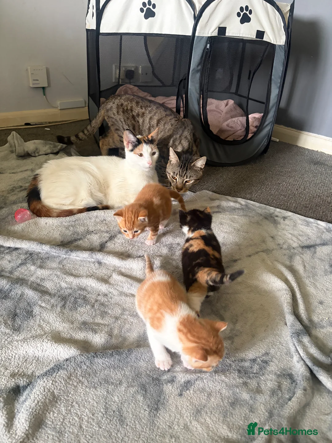 Mixed Breed cats for sale: Ginger kittens  in Ilford - Advert 2