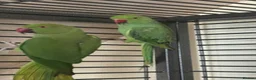 Ringnecks birds for sale: Indian ringnecks for sale  - Advert 6