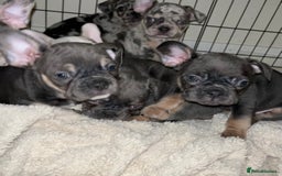 French Bulldog dogs for sale: READY NOW French bulldog puppies  - Advert 28